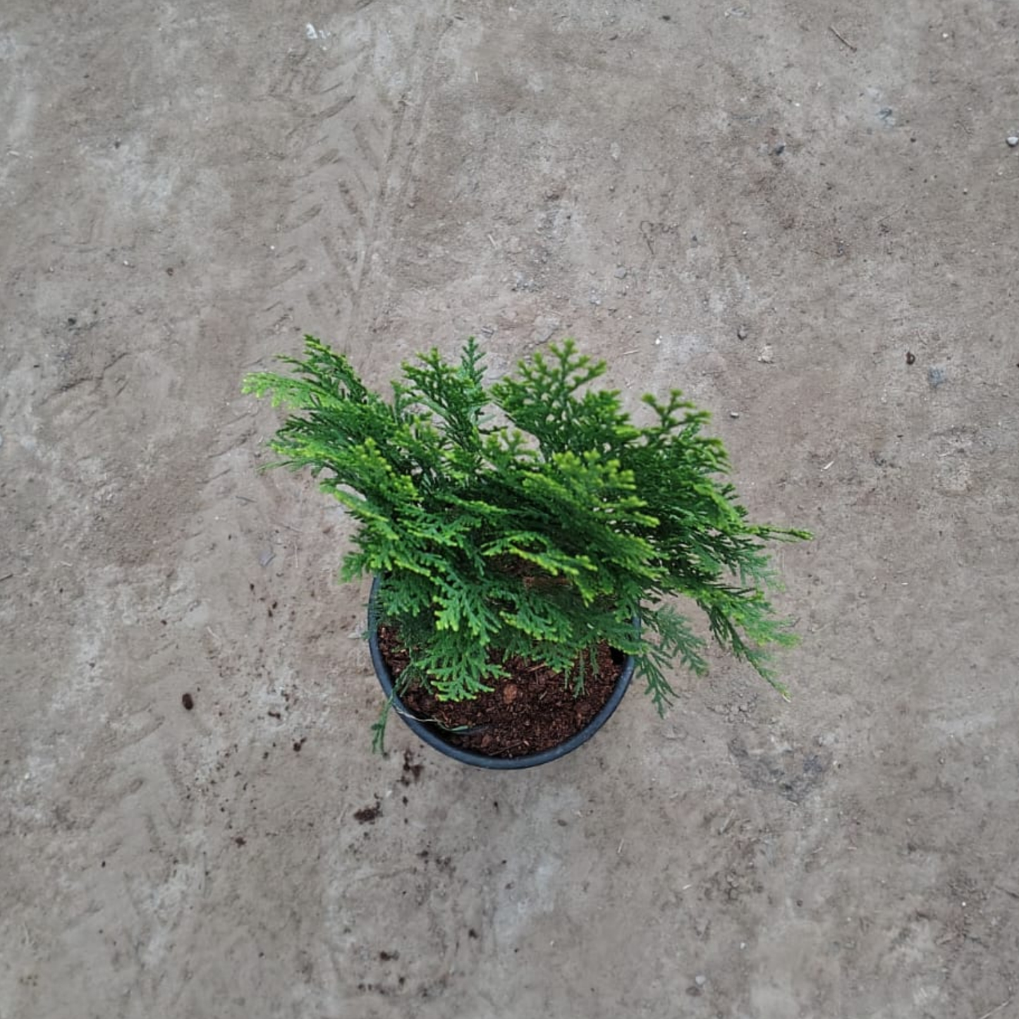 morpankhi plant in 6 inch nursery pot