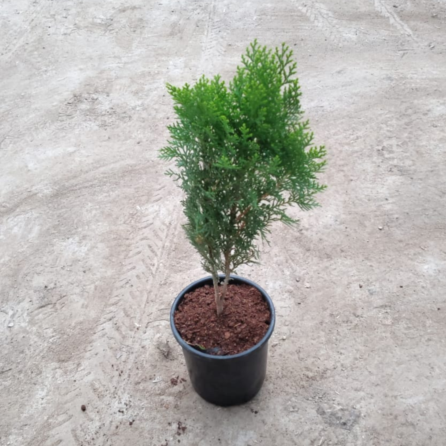 morpankhi plant in 6 inch nursery pot