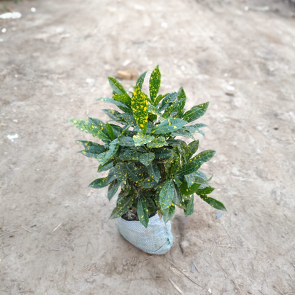 Baby Croton Plant in 6 Inch Nursery Bag | PlantNCR