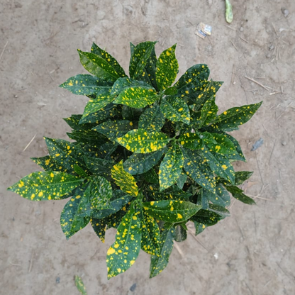 Baby Croton Plant in 6 Inch Nursery Bag | PlantNCR