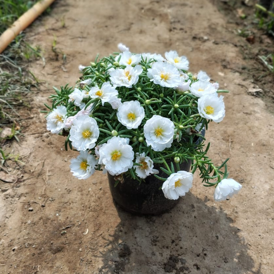 Portulaca (any colour )plant  in 6 inch pot