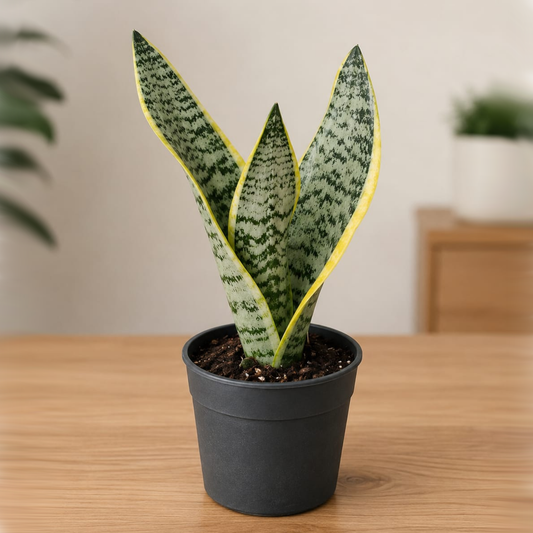 Dwarf snake plant in 4 inch pot