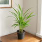 Compact Areca Palm - Perfect Tabletop Air-Purifying Plant