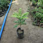 Curry leaf plant (kadhi patta ,meetha neem) in 6 inch nursery bag