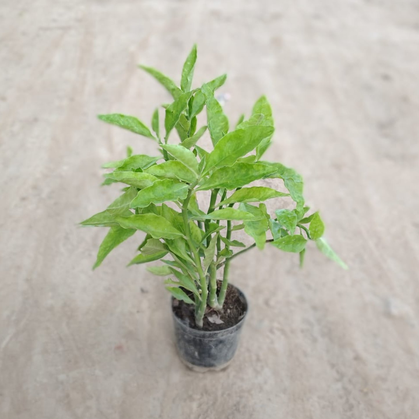 Pedilanthus/Devil's Backbone Green in 4 inch Nursery Pot