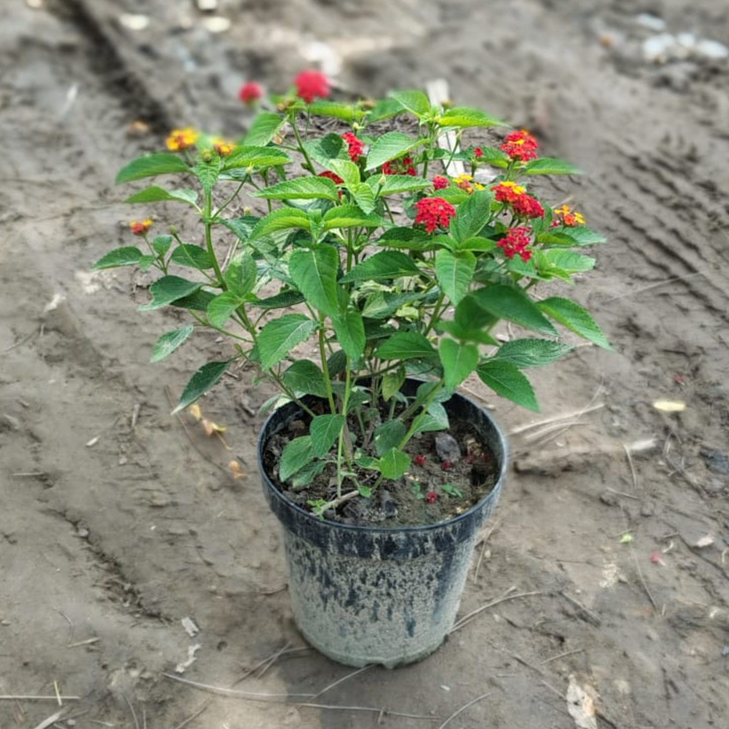 Lantana Camara Live Plant in 6 Inch Pot