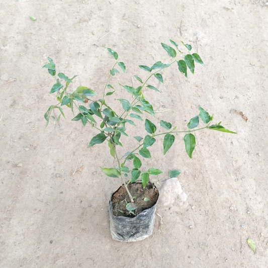 Juhi Flowering Plant in 4 Inch Nursery Bag | Fragrant Jasmine Plant for Home Garden