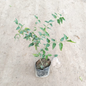 Juhi Flowering Plant in 4 Inch Nursery Bag | Fragrant Jasmine Plant for Home Garden