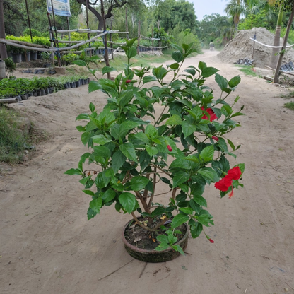 Hibiscus Red Flower Bonsai in Earthen Round Tray (2.5 Ft Height, 3 Ft Foliage Spread)