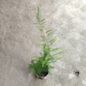 Asparagus Fern / satavar plant in 4 inch polybag