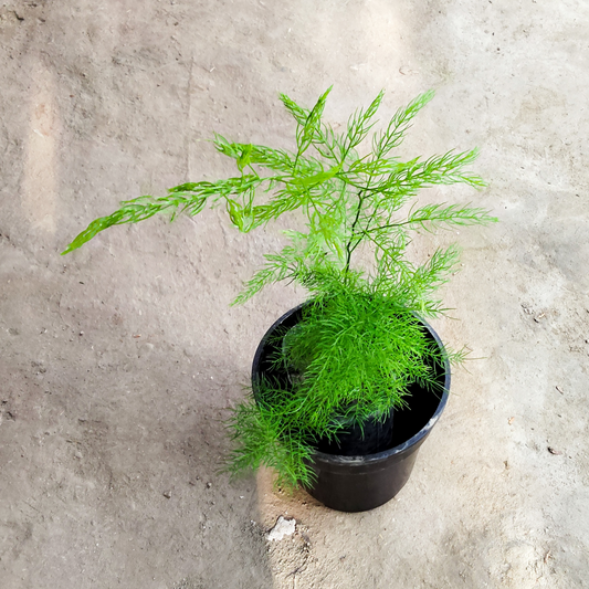 Asparagus Fern ( Jali Aspara / Myersii) - 5.5 Inch Pot