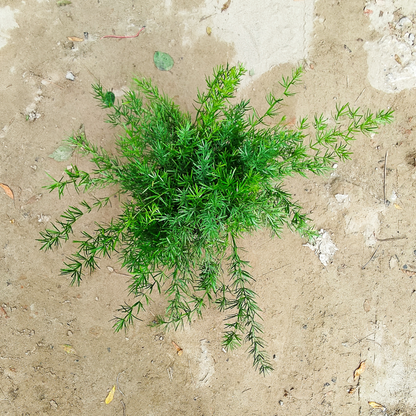 Desi Asparagus Fern Plant in 6 inch nursery pot