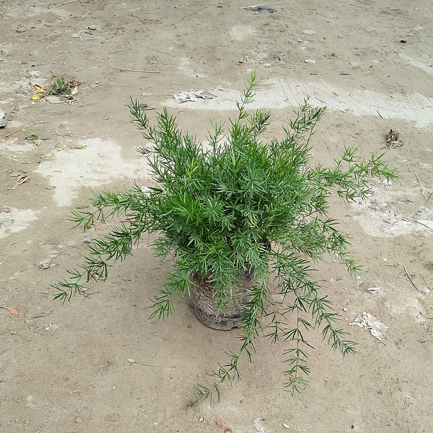 Desi Asparagus Fern Plant in 6 inch nursery pot