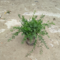 Desi Asparagus Fern Plant in 6 inch nursery pot