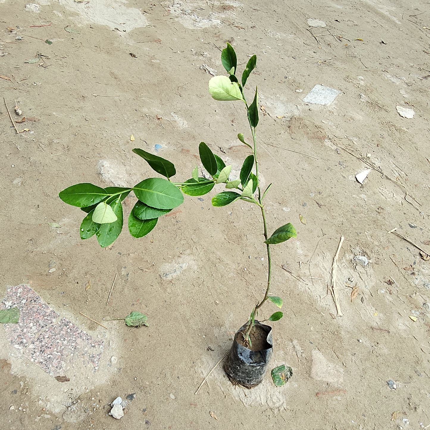 Lemon plant in 4 inch polybag