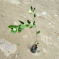 Lemon plant in 4 inch polybag