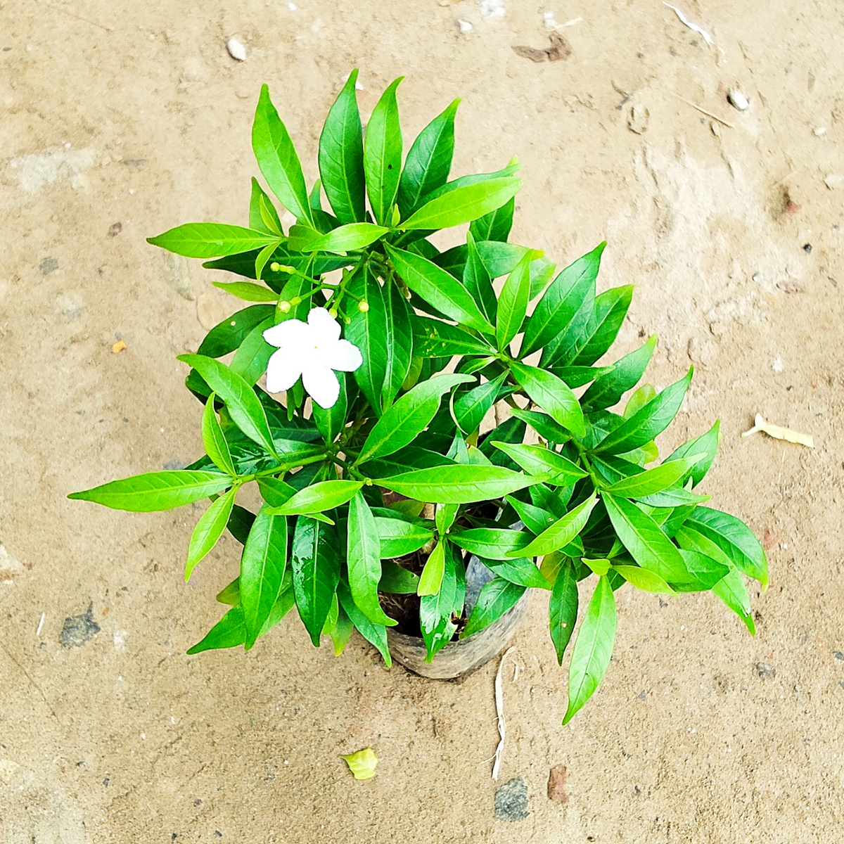 Dwarf chandani in 4 inch polybag