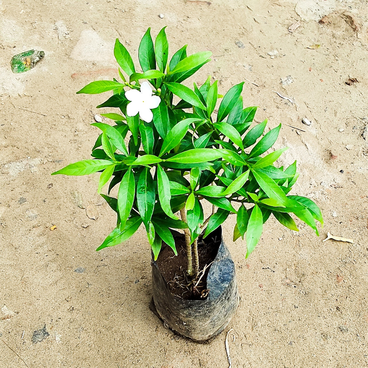 Dwarf chandani in 4 inch polybag