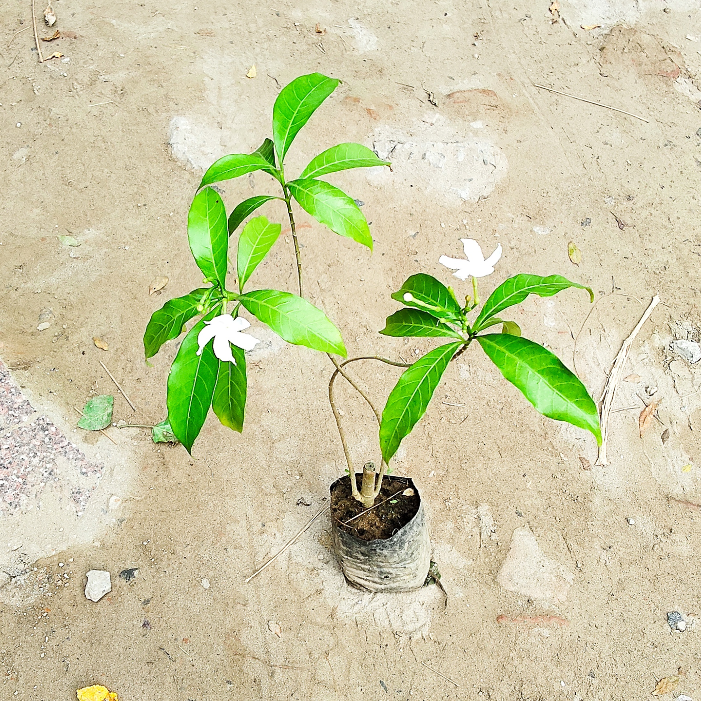 Chandni  green Plant – Fragrant White Flower in 4 inch polybag
