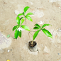 Chandni  green Plant – Fragrant White Flower in 4 inch polybag