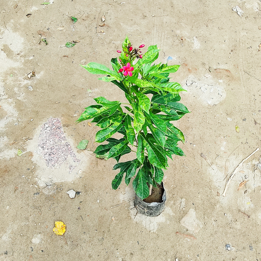 Jatropha verigated plant in 4 inch polybag