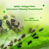 Aphids Buster Spray (100ml) - All-Natural Organic Pest Control for Aphids