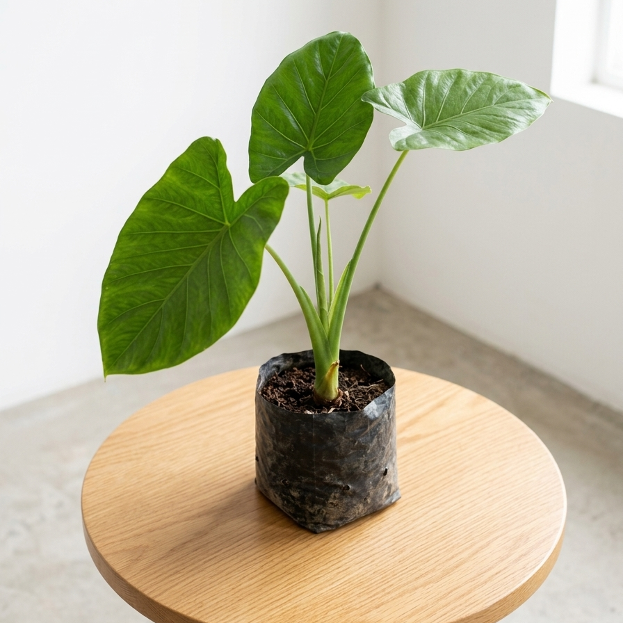 alocasia elephant ear plant large green leaves indoor  
tropical indoor plant alocasia in pot home decor  
big leaf decorative plant for living room alocasia  
exotic houseplant elephant ear plant india