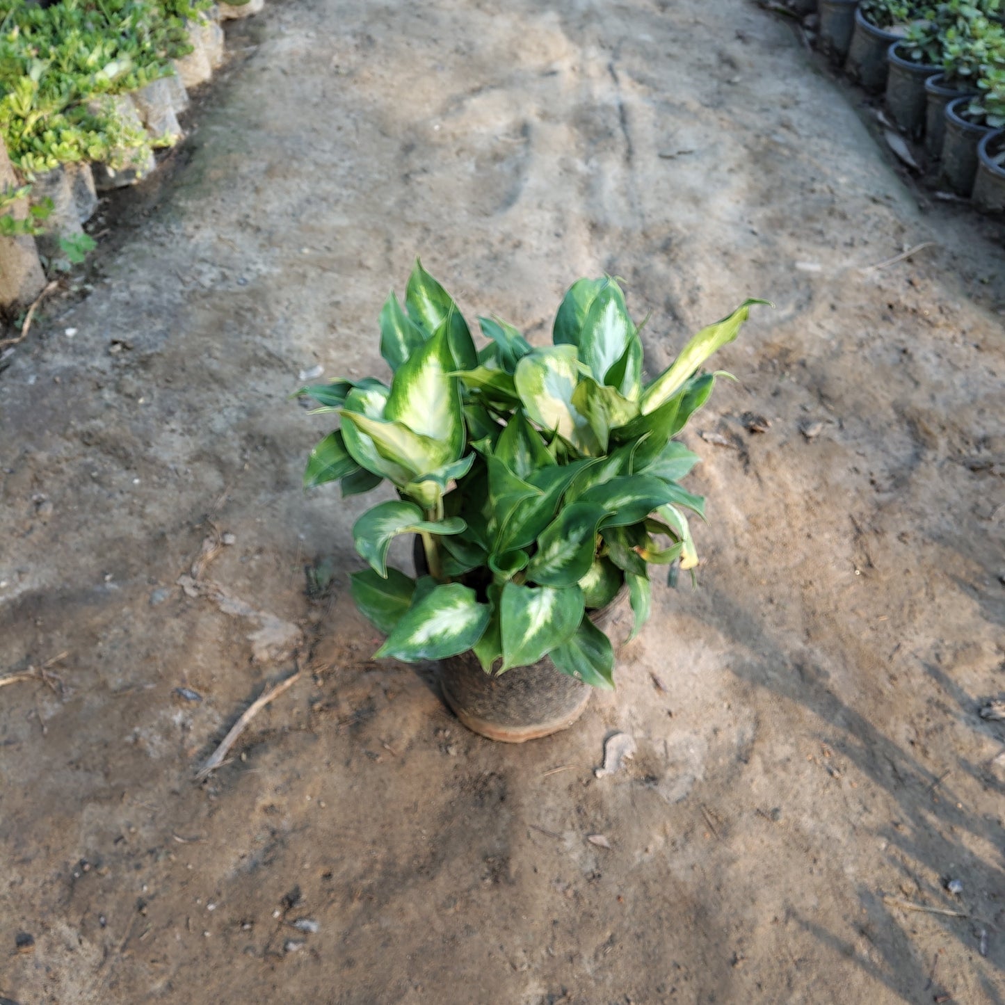 Dieffenbachia Camille plant used as home decor in a bright living room