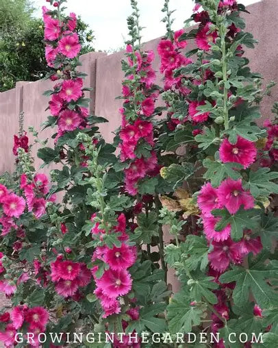 Holyhock (Alcea rosea) plant in 4 inch nursery bag
