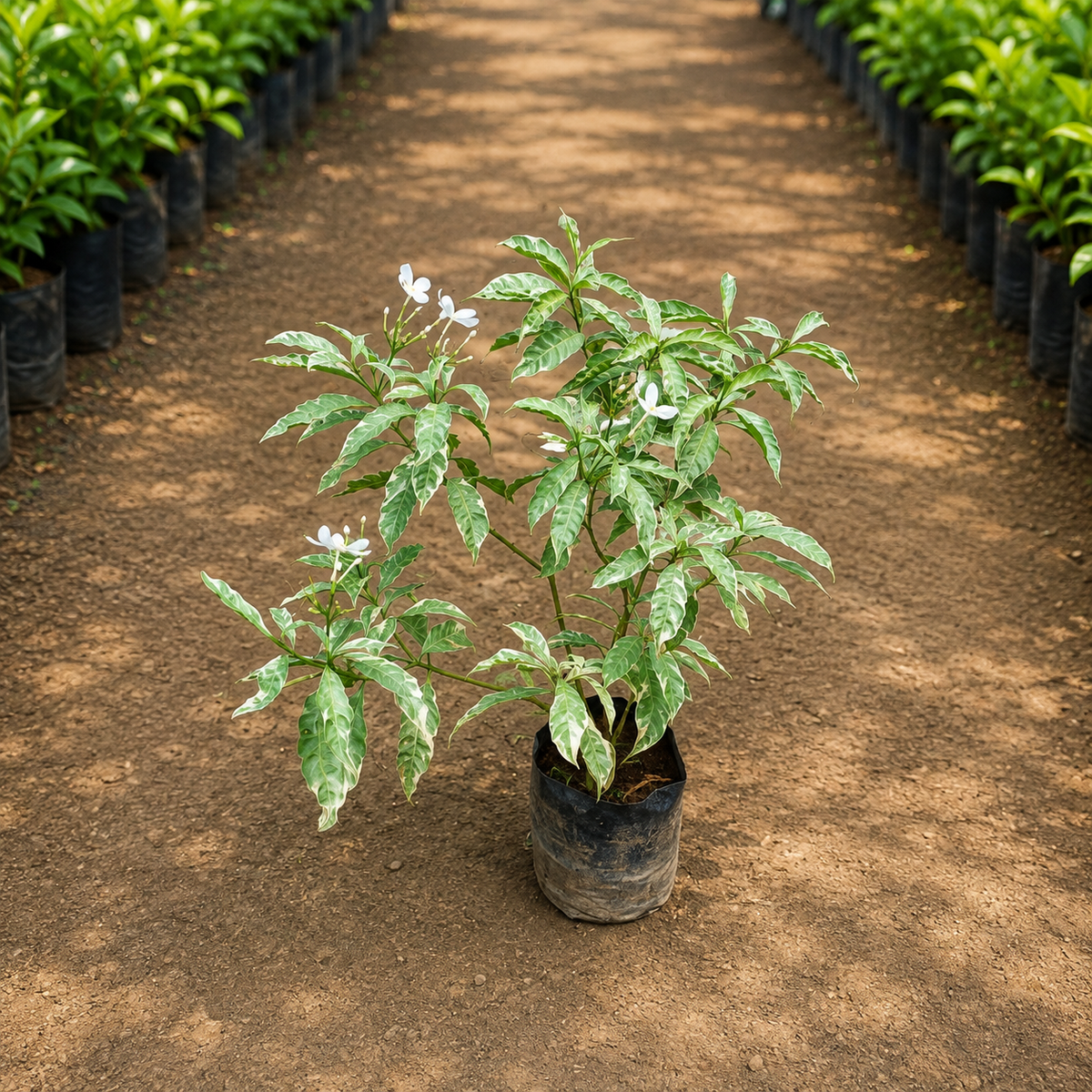 chandani verigated plant in 6 inch polybag