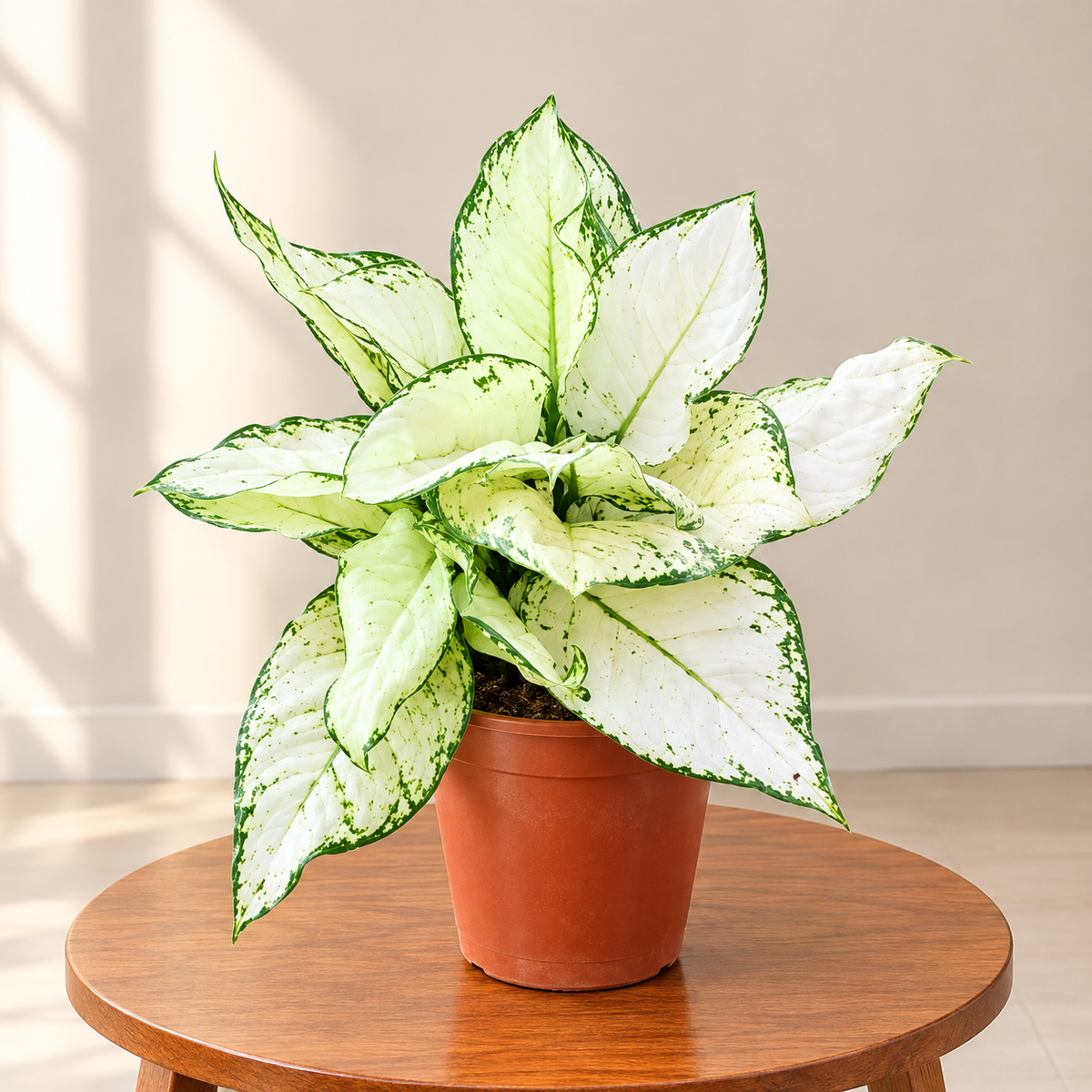 Aglaonema super white plant in 6 inch nursery pot (1 Feet)