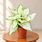 Aglaonema super white plant in 6 inch nursery pot (1 Feet)