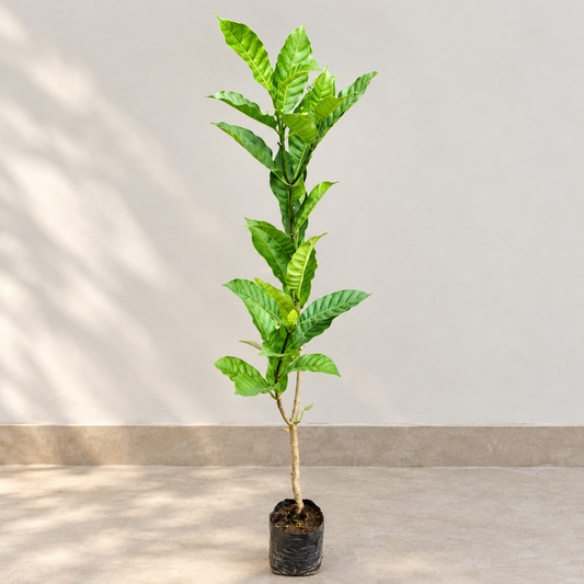 Double Chandni plant in 4 inch nursery bag