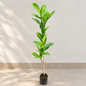 Double Chandni plant in 4 inch nursery bag