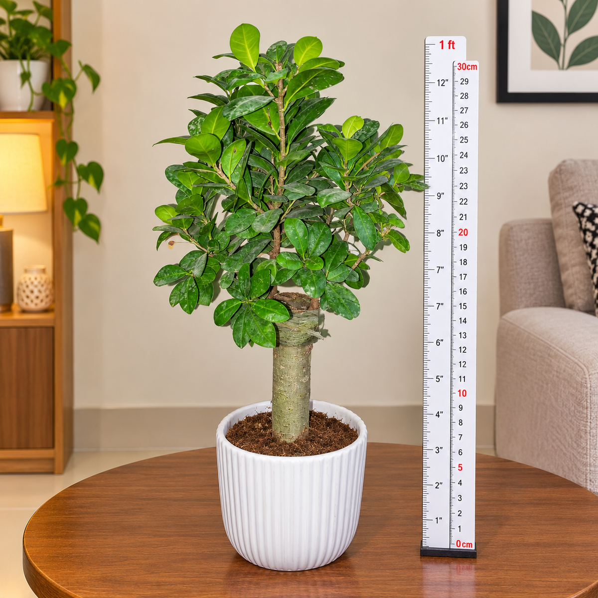 Mushroom Bonsai Plant Live with Ceramic Pot | Ginseng Ficus Microcarpa Bonsai Tree | Indoor Decorative Plant for Home & Office