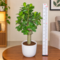 Mushroom Bonsai Plant Live with Ceramic Pot | Ginseng Ficus Microcarpa Bonsai Tree | Indoor Decorative Plant for Home & Office