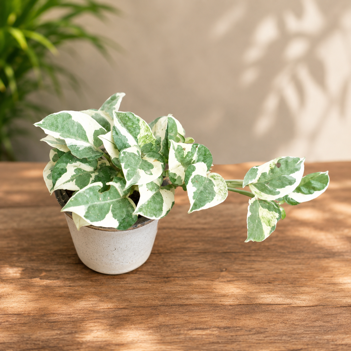 Verigated Money  Plant (Ukanda) in 4 inch pot