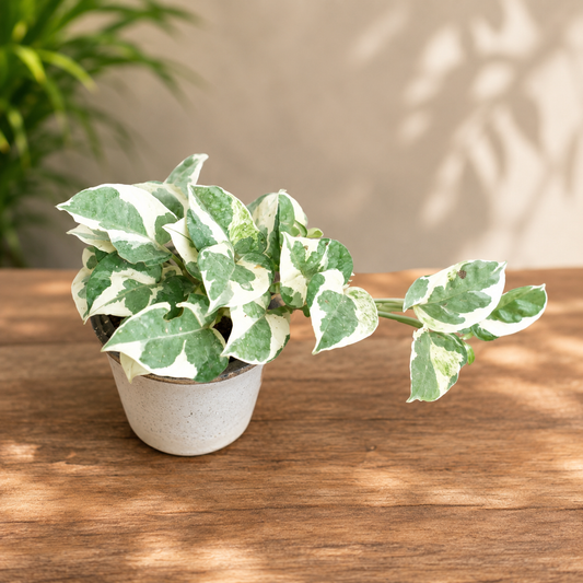 Verigated Money  Plant (Ukanda) in 4 inch pot