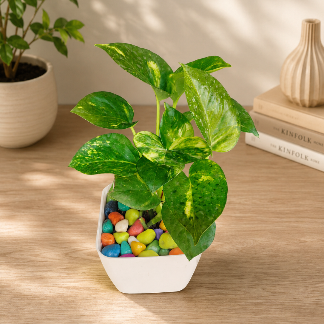 Money Plant with Colourful Marble in White Decorative 4 inch Pot