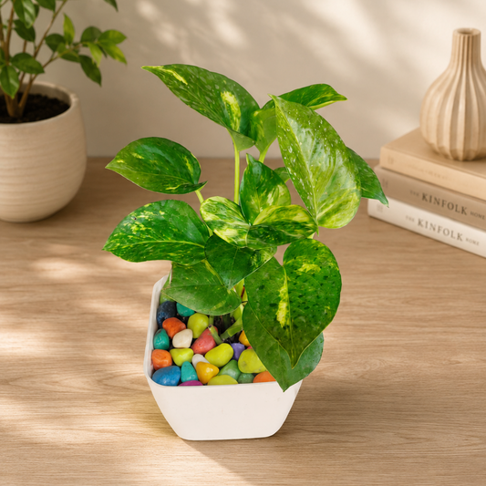 Money Plant with Colourful Marble in White Decorative 4 inch Pot