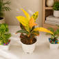 Croton Plant in White Pot with Colourful Decorative Pebbles