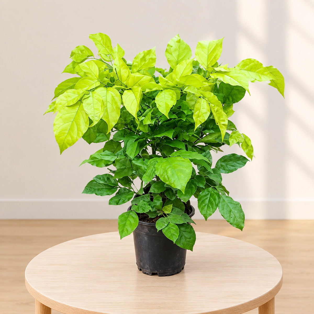 Golden China Doll Plant – Radermachera Sinica Indoor Plant 6 inch nursery pot