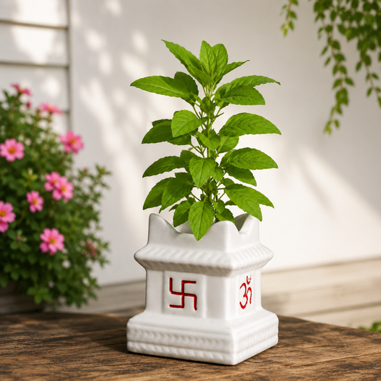 Shyama Tulsi in 5 inch ceramic pot