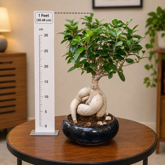 Ficus Ginseng Root Bonsai Plant Live | Ficus Microcarpa Bonsai Tree in Decorative Pot | Indoor Home & Office Plant