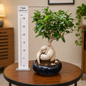 Ficus Ginseng Root Bonsai Plant Live | Ficus Microcarpa Bonsai Tree in Decorative Pot | Indoor Home & Office Plant