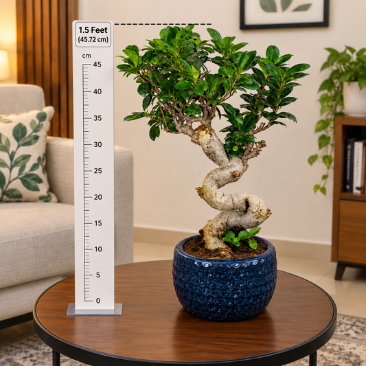 S Bonsai Plant Live | Twisted Trunk Ginseng Ficus Bonsai Tree with Decorative Pot | Indoor Ornamental Plant