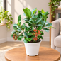 First Love Plant in 6 inch nursery pot