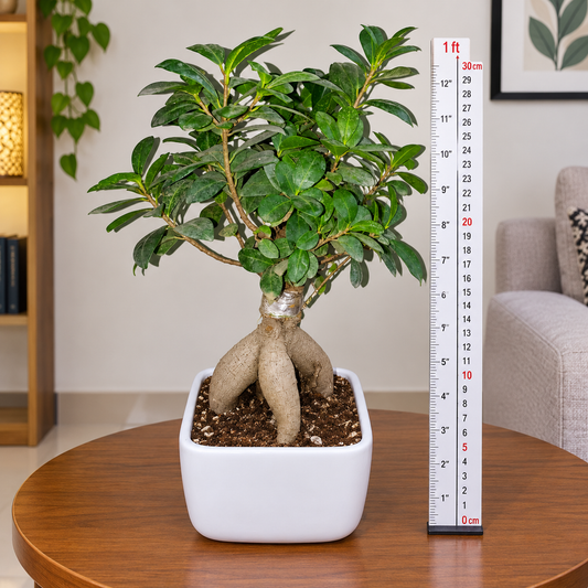 Ginseng Ficus Bonsai Plant Live | Ficus Microcarpa Bonsai Tree with Decorative Pot | Indoor & Office Plant