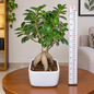 Ginseng Ficus Bonsai Plant Live | Ficus Microcarpa Bonsai Tree with Decorative Pot | Indoor & Office Plant
