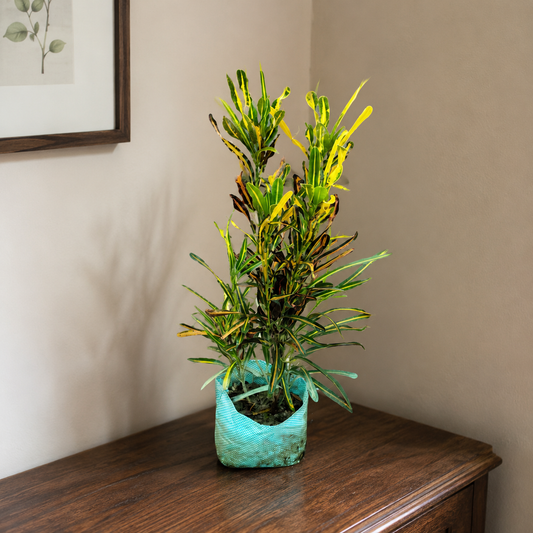 Croton Lilliput in 4 Inch nursery bag
